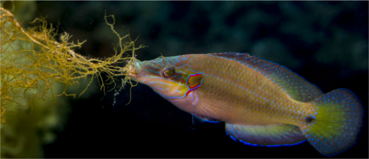 Fish